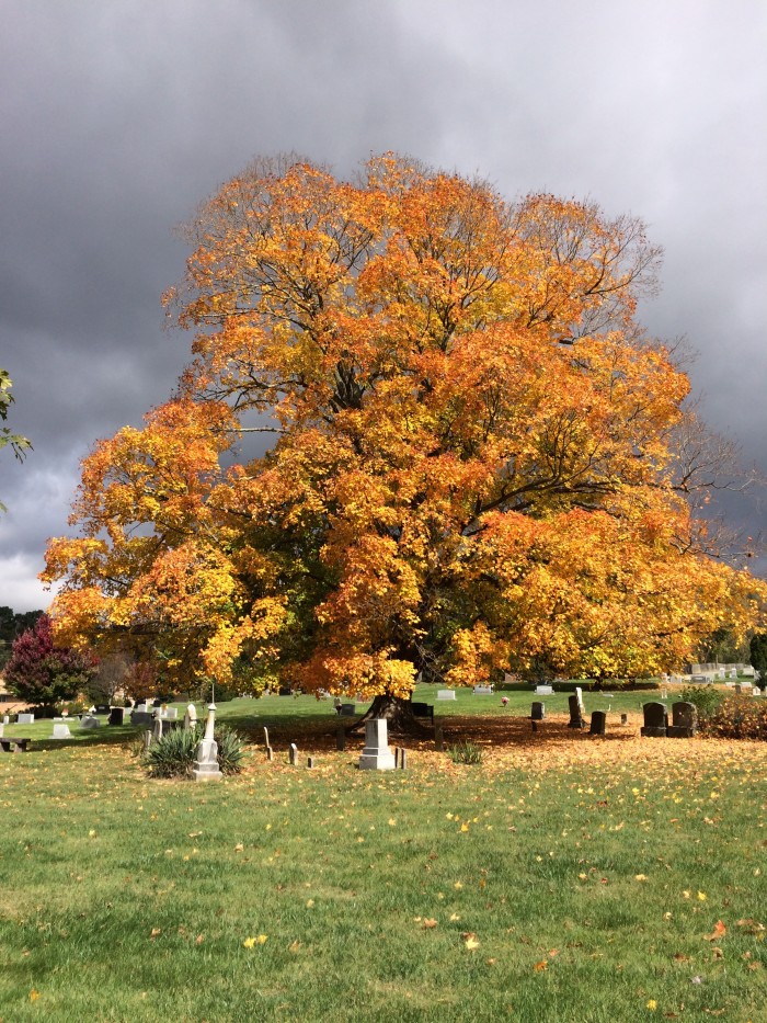 Cemetery tree